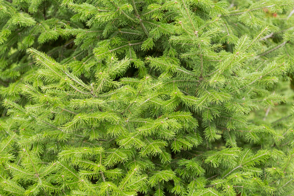 Coniferous tree, fir - Photo, Image