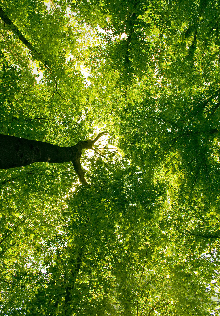 Yeşil yaz ormanlarındaki güneş ışığı - Fotoğraf, Görsel