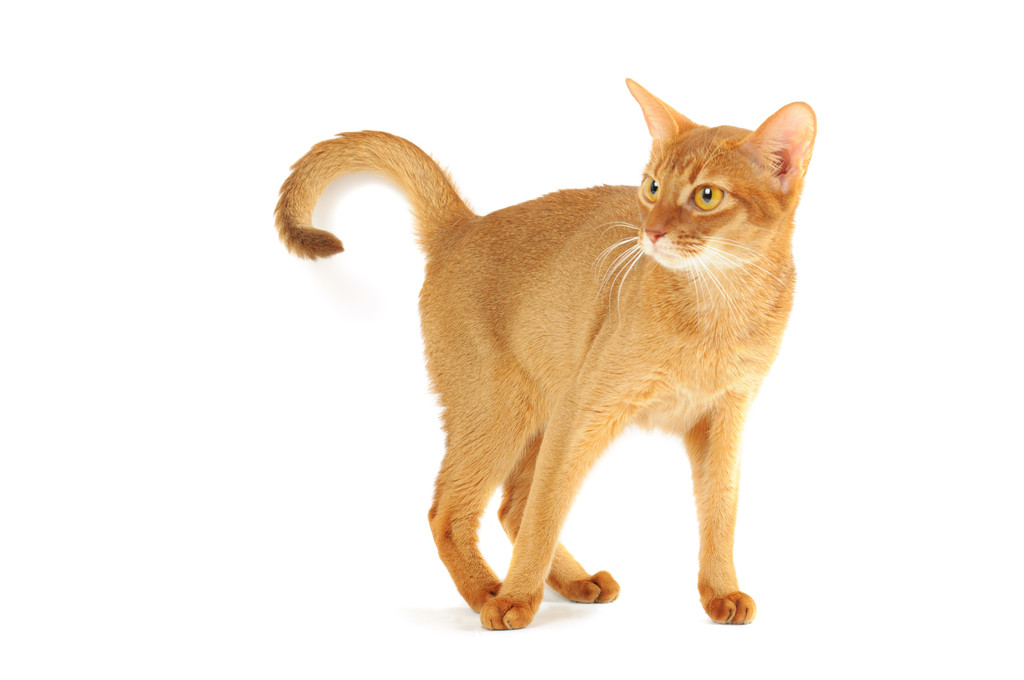 Абиссинская кошка
 - Фото, изображение