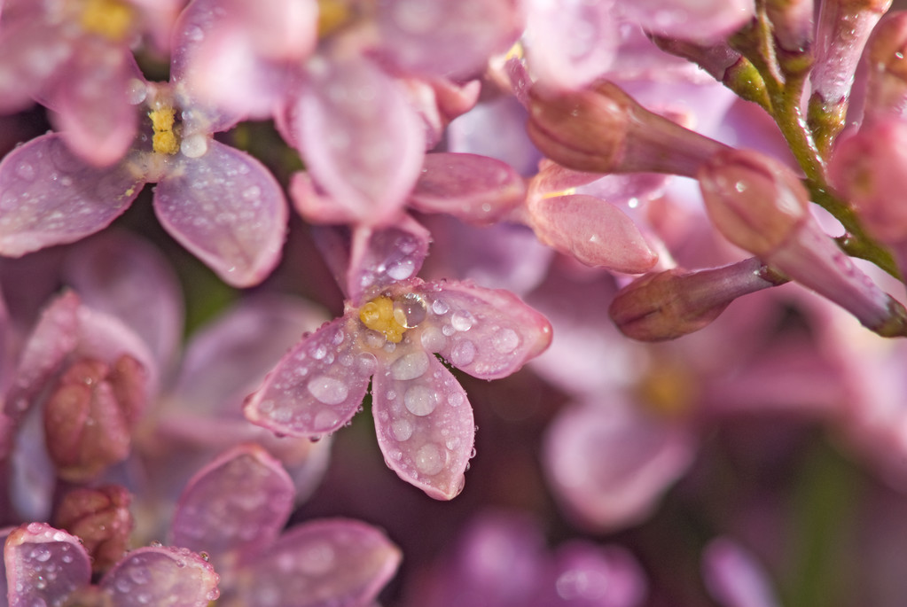 εικόνα του closeup του όμορφα λουλούδια - Φωτογραφία, εικόνα