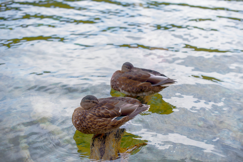 zwei Enten schwimmen - Foto, Bild