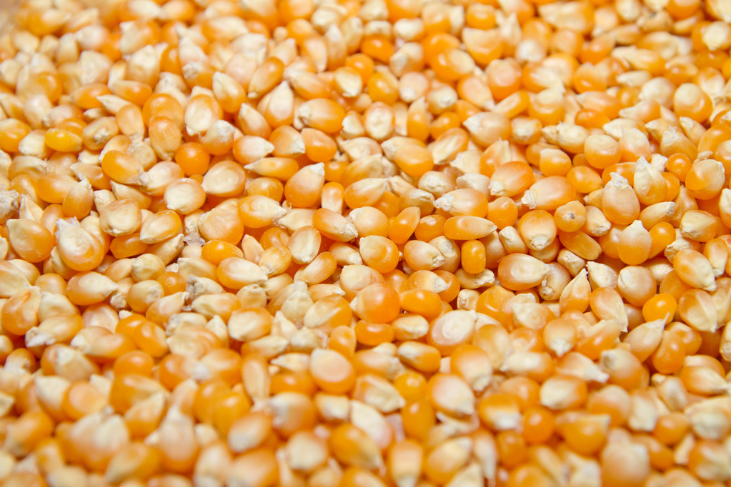 patlamış mısır tohumları - Fotoğraf, Görsel