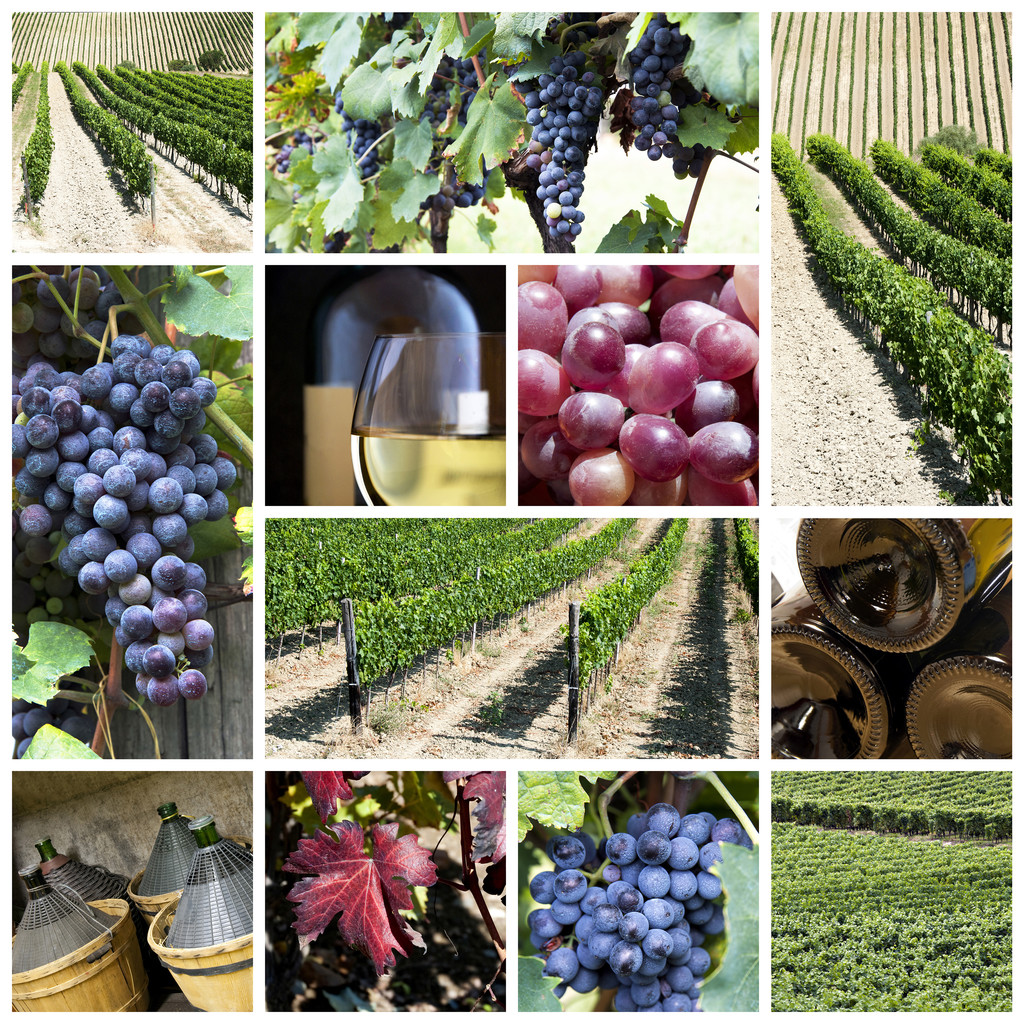 Vineyard collage - Photo, Image