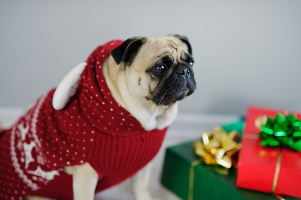 Забавная собачка породы мопс одета праздник в костюм северного оленя
. - Фото, изображение