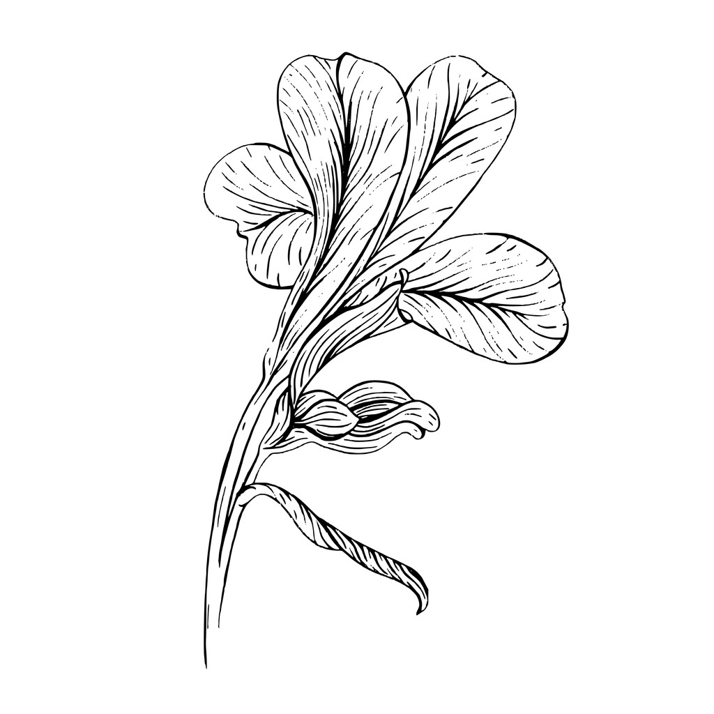 Iris disegno fiore su sfondo bianco
 - Vettoriali, immagini