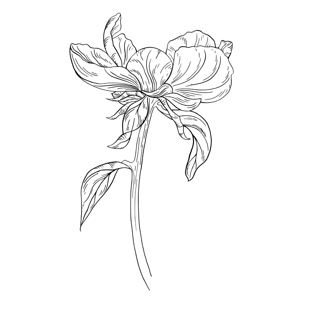 Ескіз чорнила квітки півонії
  - Вектор, зображення