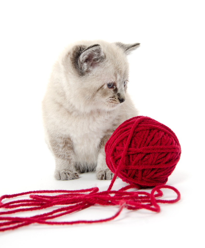 Lindo gatito e hilo rojo
 - Foto, Imagen