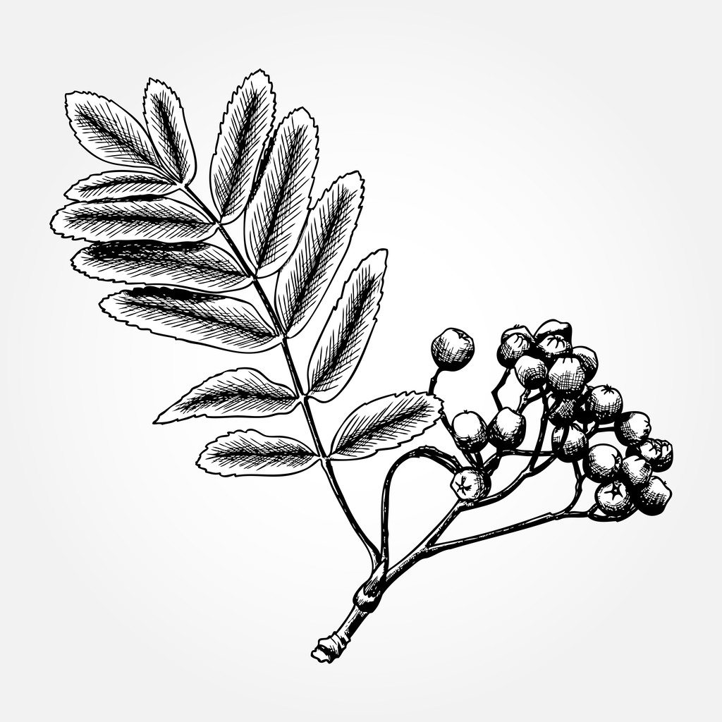 Desenho de tinta de rowan
 - Vetor, Imagem