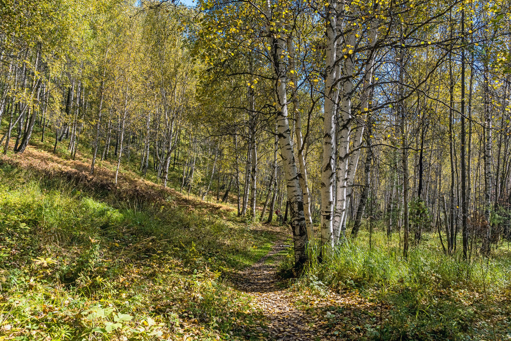 Το μονοπάτι στο φθινοπωρινό δάσος - Φωτογραφία, εικόνα