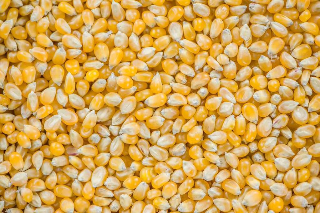 Кукуруза (фоновое изображение)
) - Фото, изображение