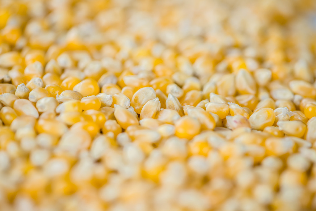 Mais als Hintergrund - Foto, Bild