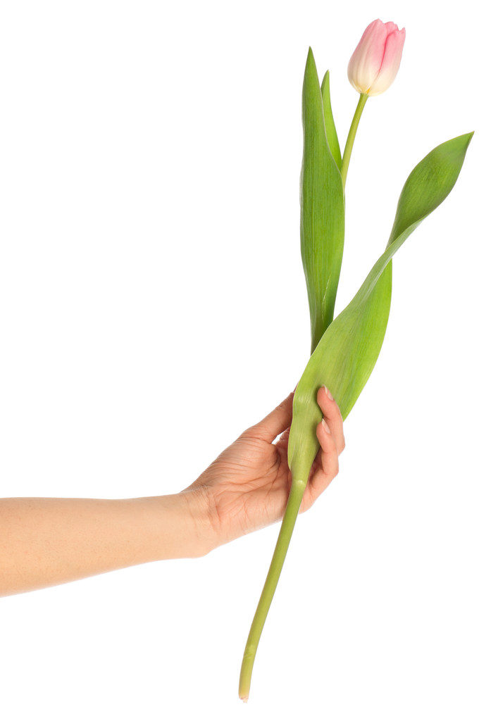 Весенний тюльпан
 - Фото, изображение