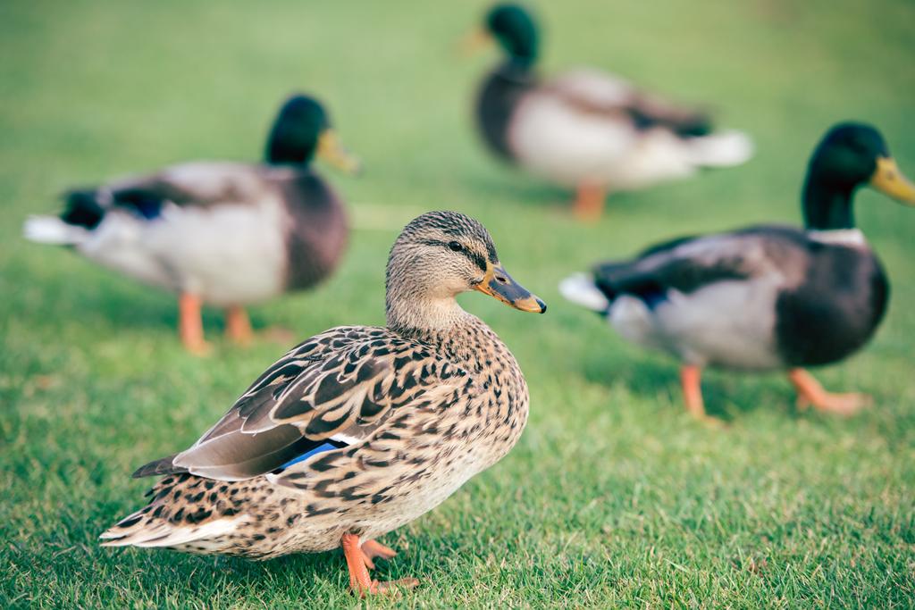 Domácí kachny na zelené trávě - Fotografie, Obrázek