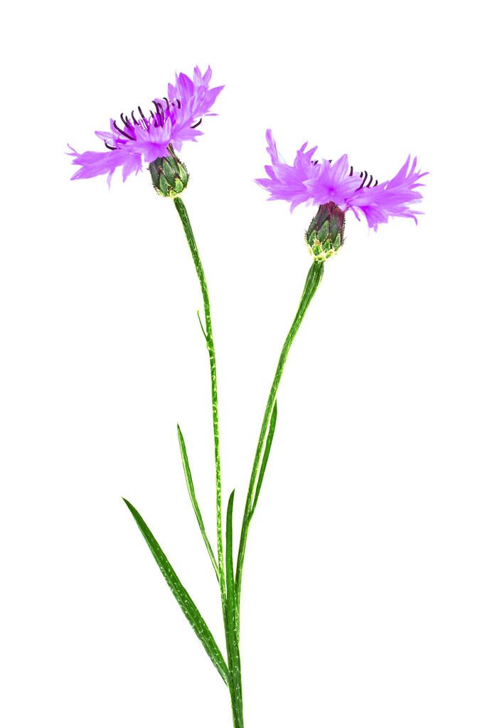Cornflower violeta Centaurea sobre fondo blanco
 - Foto, Imagen