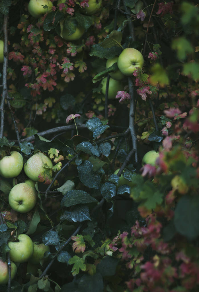 дуже красиве фото яблук
  - Фото, зображення