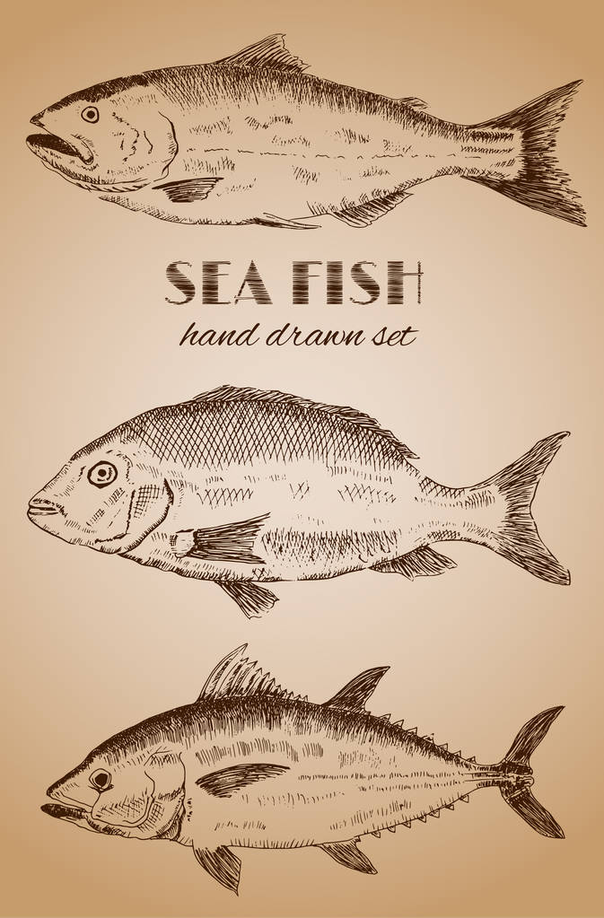 SEA FISH käsi piirustus asettaa. Vintage-vektorikuva
 - Vektori, kuva