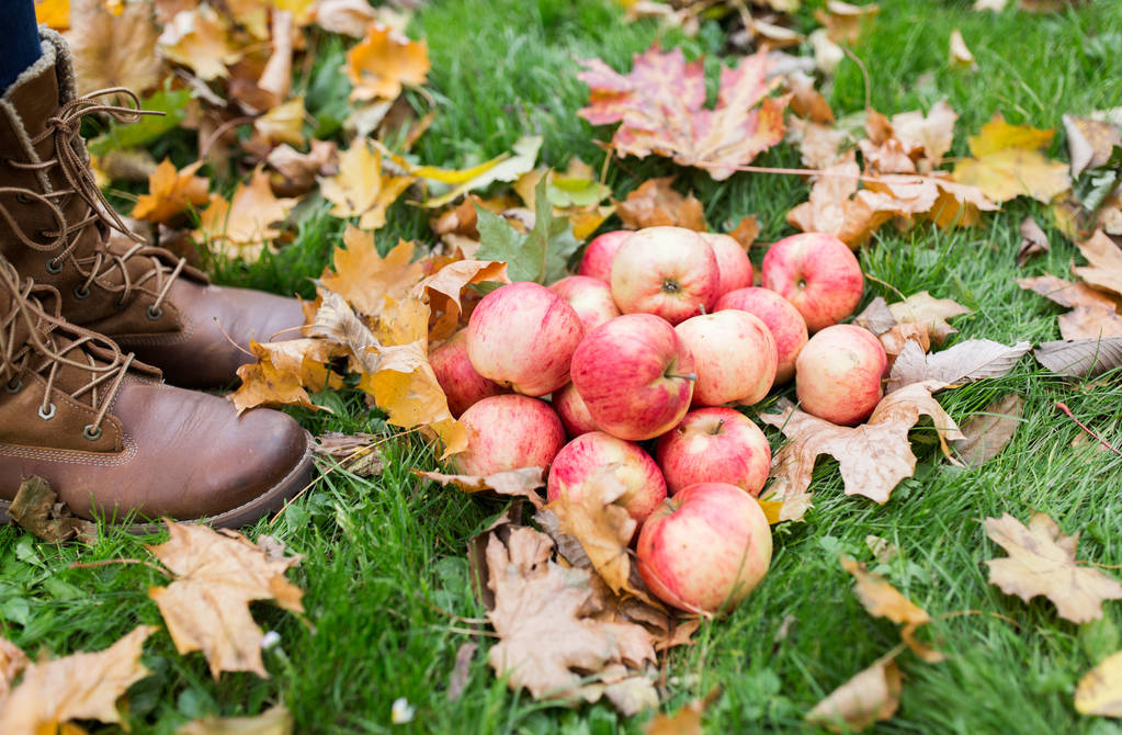 pés de mulher em botas com maçãs e folhas de outono
 - Foto, Imagem