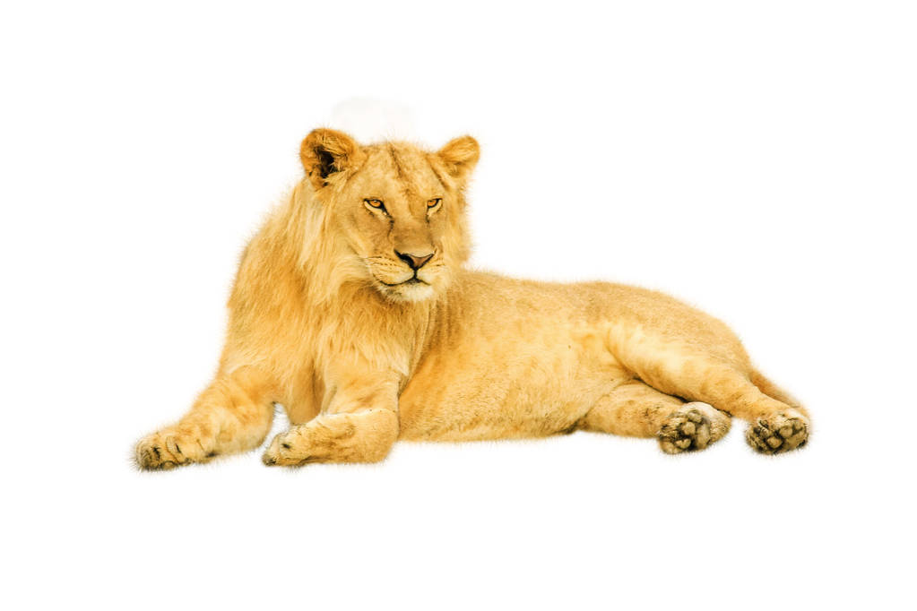 白い背景に分離された雌のライオンが安静時に座って ロイヤリティフリー写真 画像素材