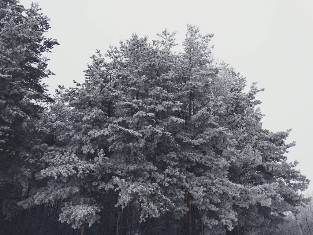 Abeto nevado en el bosque
 - Foto, Imagen