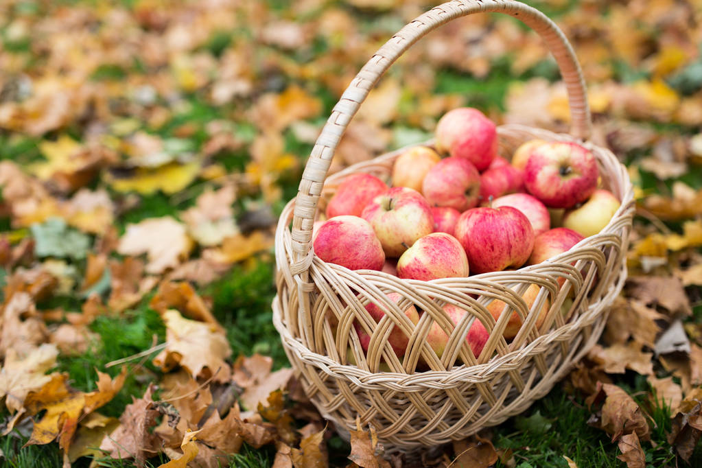 Wiklinowy kosz z dojrzałych jabłek o jesienny ogród - Zdjęcie, obraz