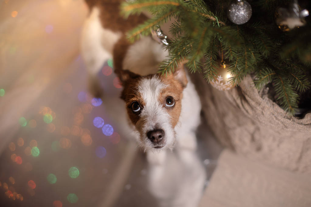 Mutlu yeni yıl, yılbaşı, Jack Russell Terrier. tatil ve kutlama - Fotoğraf, Görsel