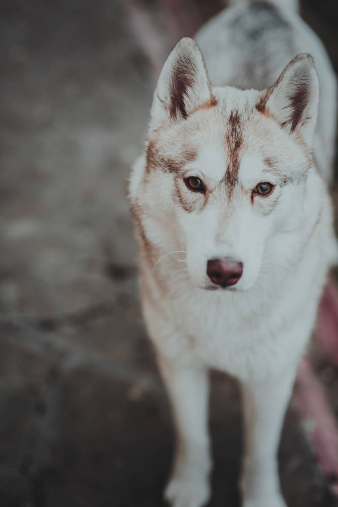 美しいハスキー犬 - 写真・画像