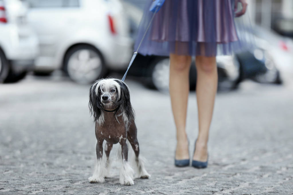 Piękna młoda kobieta spaceru ze swoim psem na zewnątrz - Zdjęcie, obraz