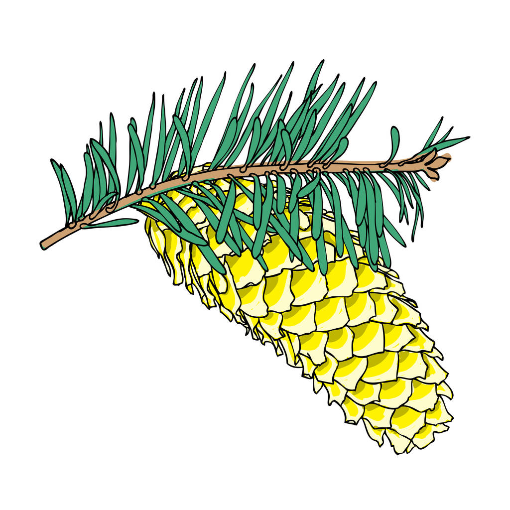 Cone de pinho pintado desenhado à mão
 - Vetor, Imagem