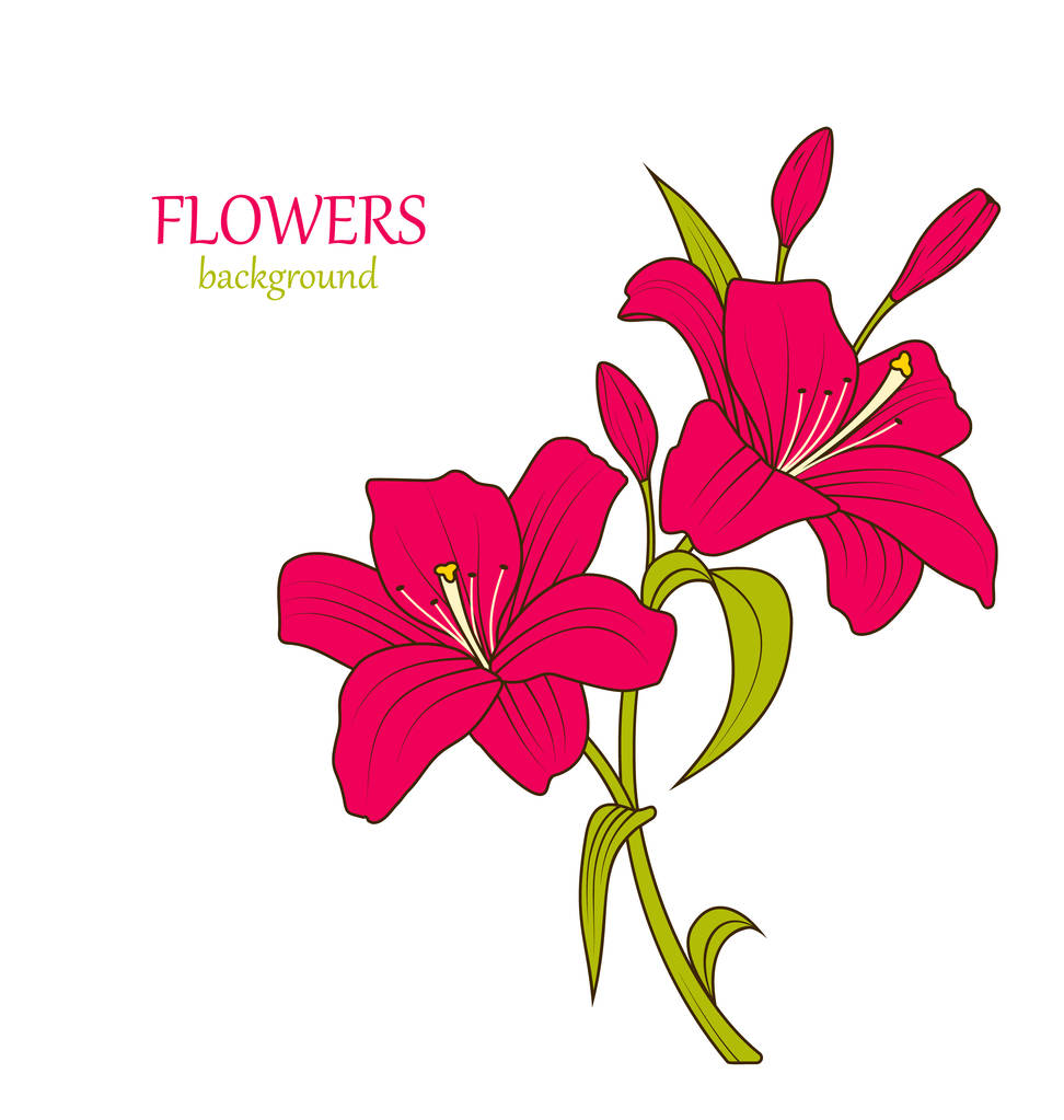 Linear Colored Sketch of Beautiful Lily Flowers Isolated - Photo, Image