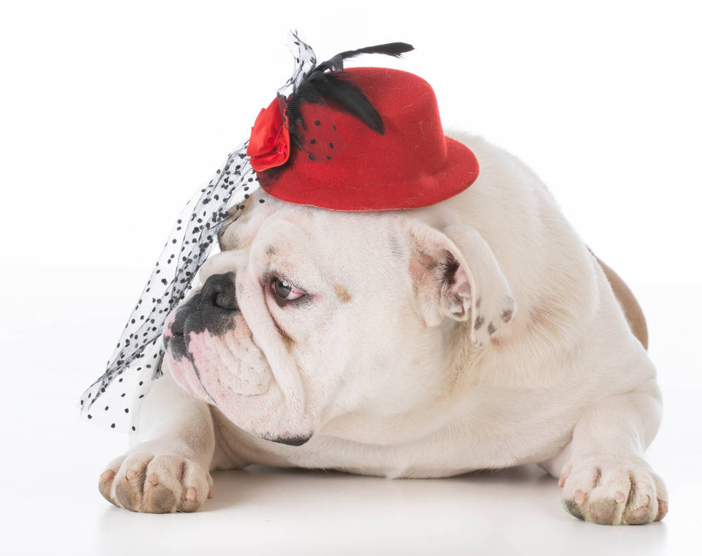 vrouwelijke bulldog dragen hoed - Foto, afbeelding