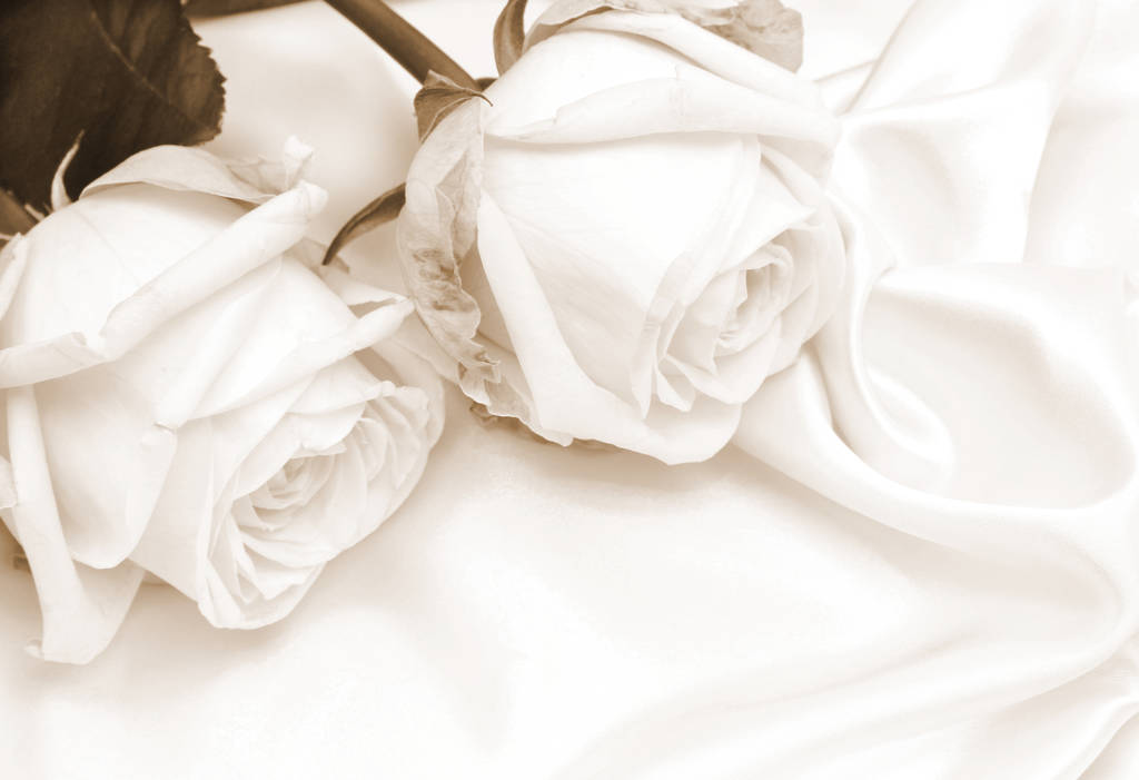  Mooie witte rozen op witte zijde als bruiloft achtergrond. In S - Foto, afbeelding
