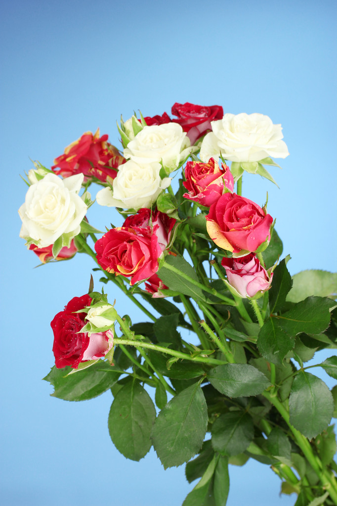 Kimppu kauniita ruusuja sinisellä taustalla lähikuva
 - Valokuva, kuva