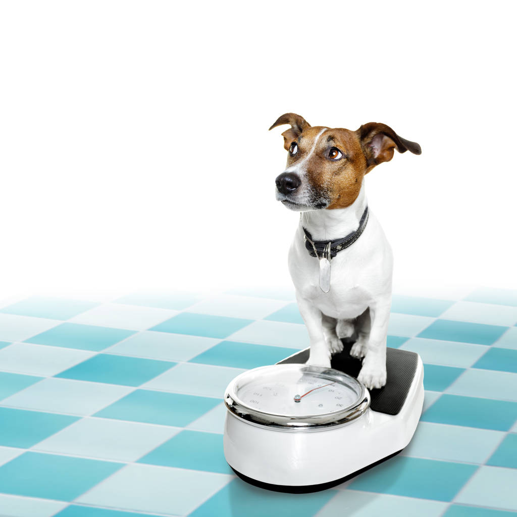 hond op schaal, met overgewicht en schuld - Foto, afbeelding