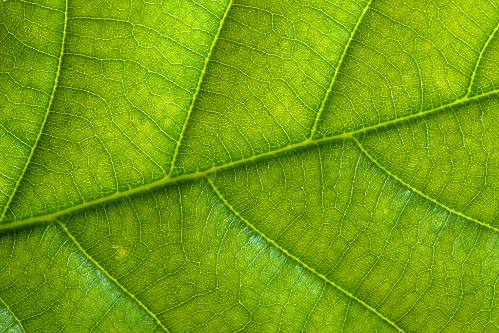 Taze yaprak yeşil doku makro arka plan - Fotoğraf, Görsel