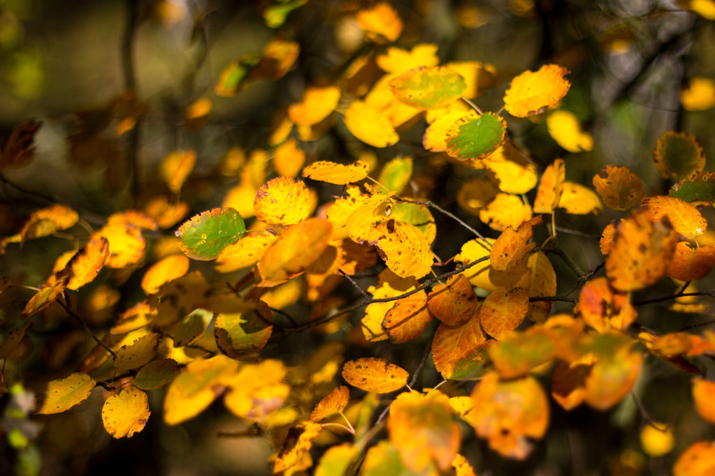жовті Осіннє листя
 - Фото, зображення