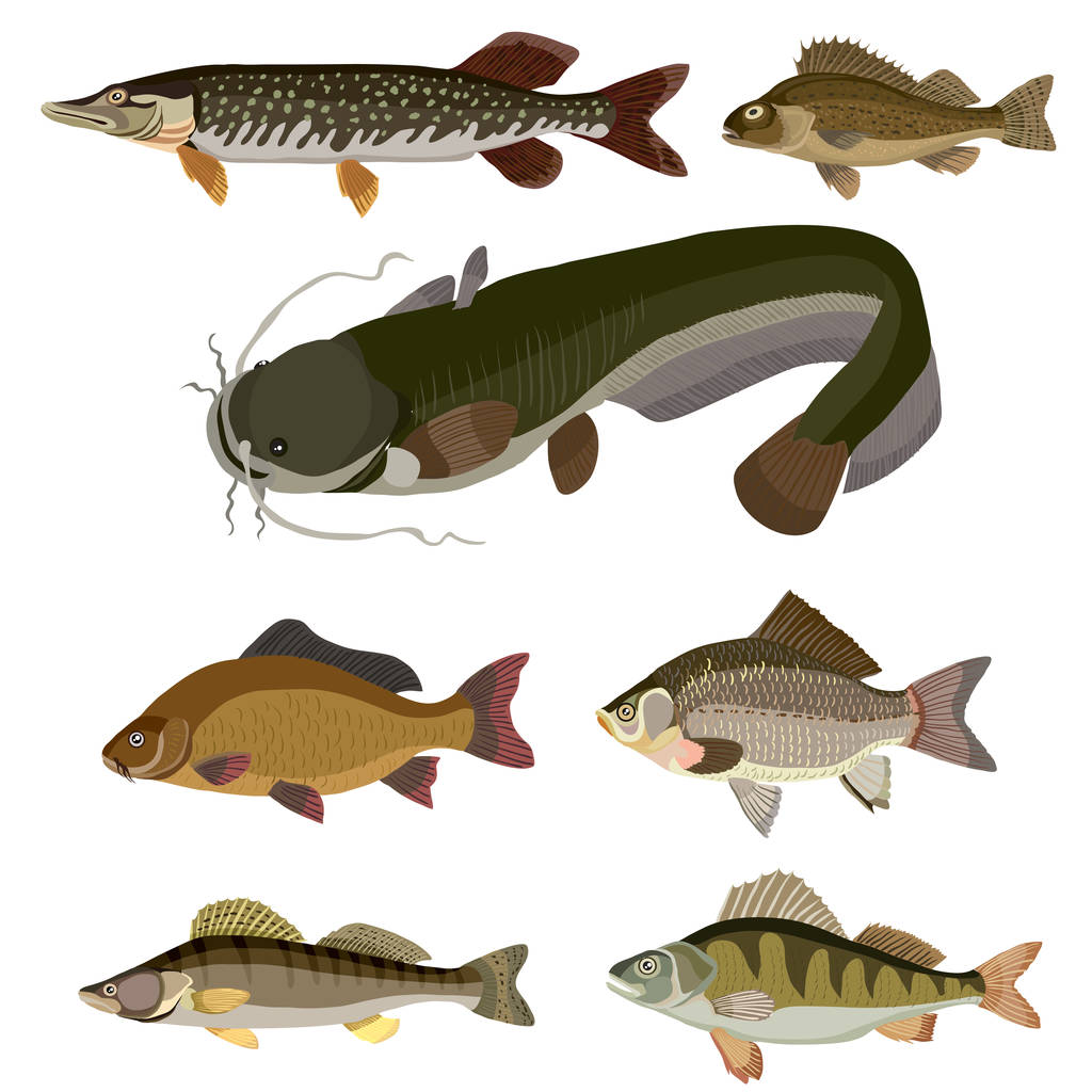 conjunto de diferencia tipo de pescado
 - Vector, Imagen