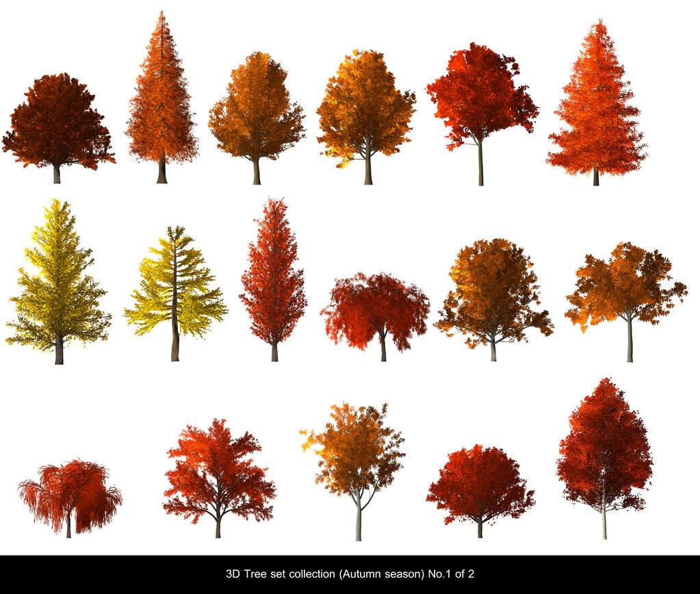 Φθινοπωρινό δέντρο φυτό μοντέλο Cg για αρχιτεκτονική σχεδίαση. - Φωτογραφία, εικόνα