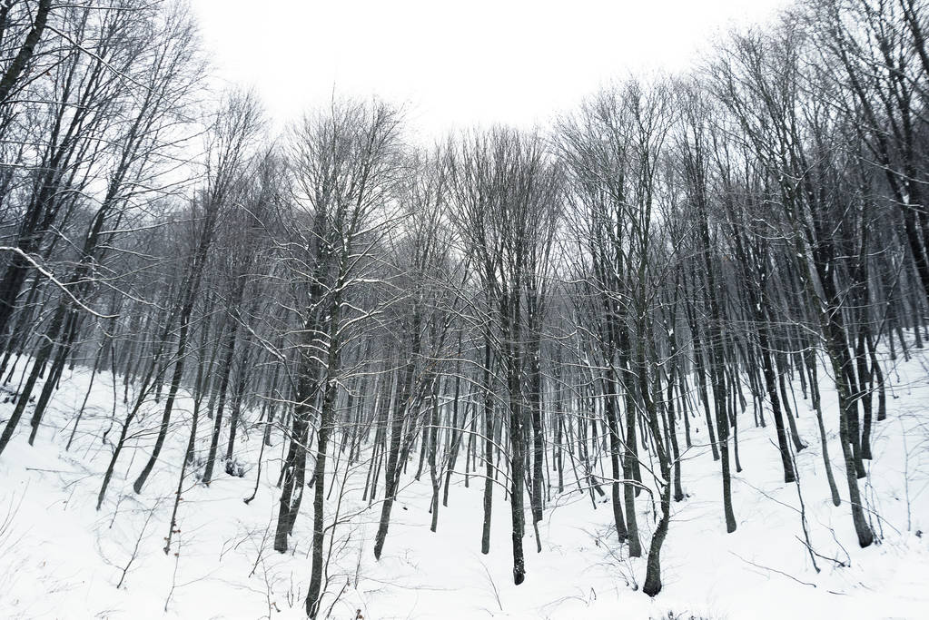 gałęzie ze śniegu - Zdjęcie, obraz