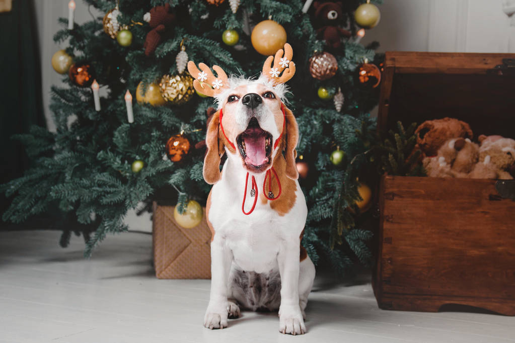 Hermoso perro beagle haciéndose pasar por un reno se sienta cerca de un árbol de Navidad
 - Foto, Imagen