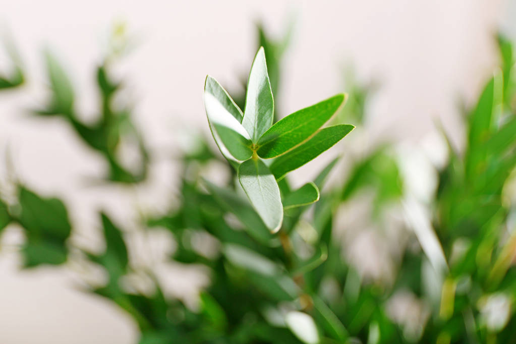 Vihreä eukalyptushaara
 - Valokuva, kuva