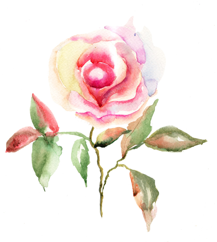 Lindas flores de rosas
 - Foto, Imagem