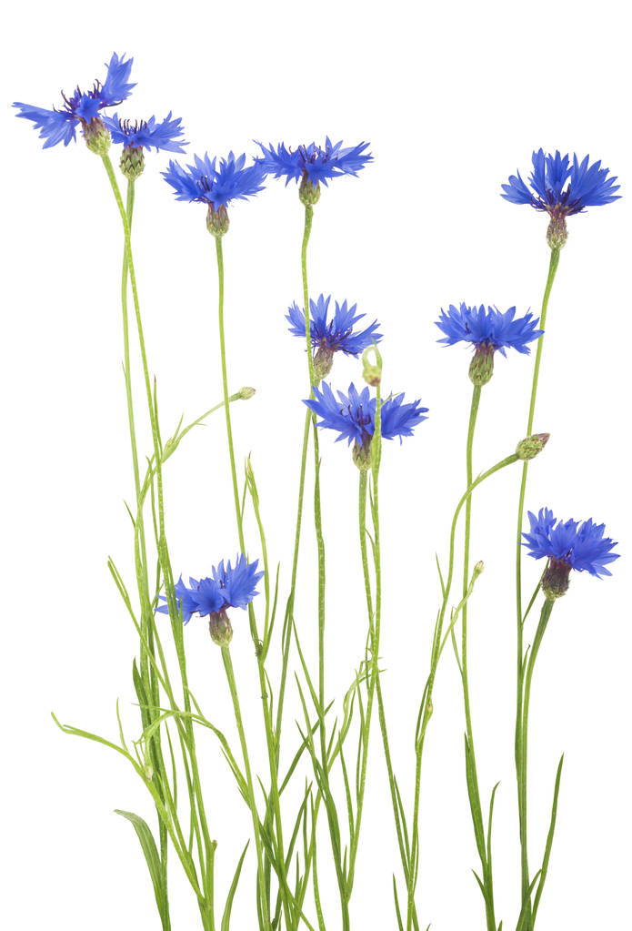 Синий васильковый или цветочный букет бакалавра на белом фоне
 - Фото, изображение