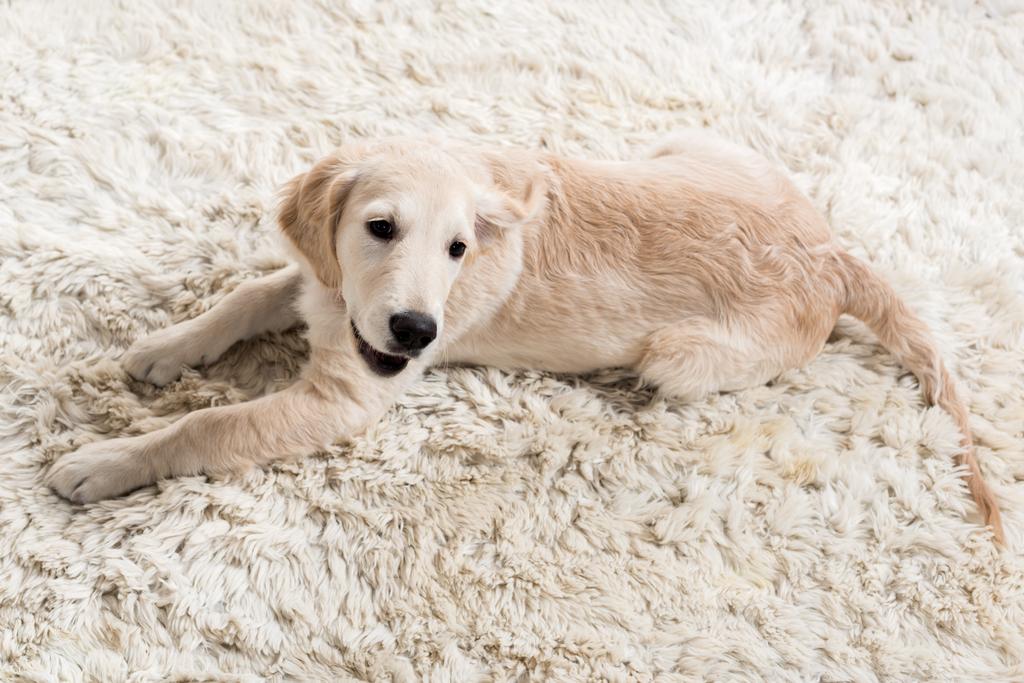 golden retriever puppy   - Foto, afbeelding