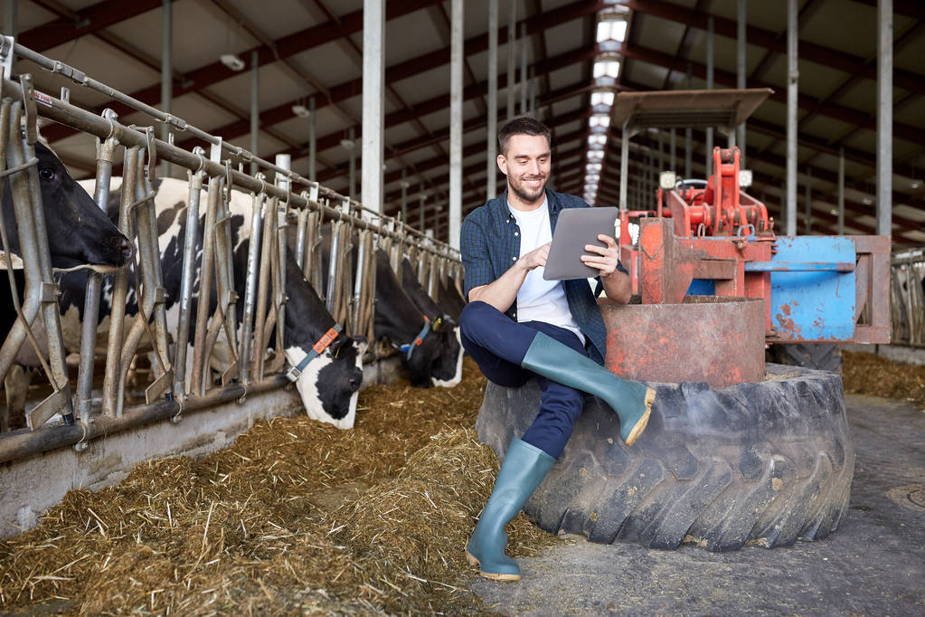 Młody człowiek z tabletem i krowami w gospodarstwie mleczarskim - Zdjęcie, obraz