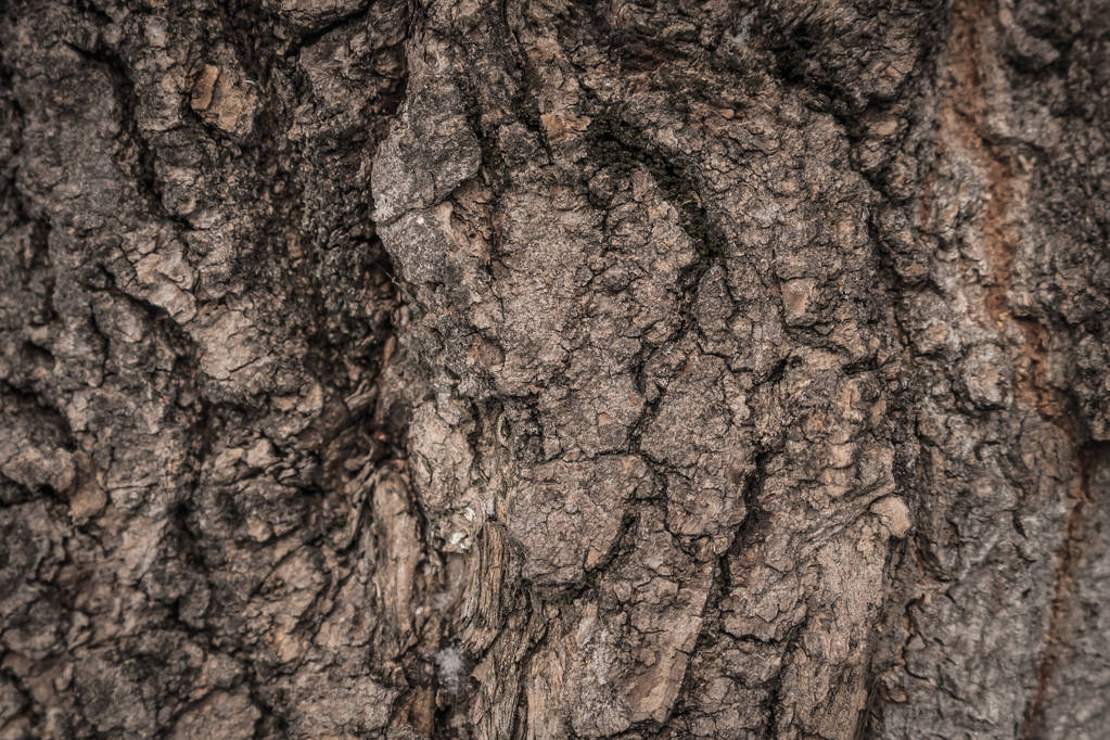 schors boom textuur - Foto, afbeelding