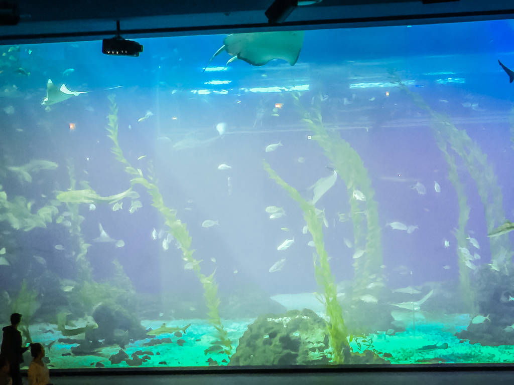 Fische im Jeju Aquarium auf der Insel Jeju, Südkorea - Foto, Bild