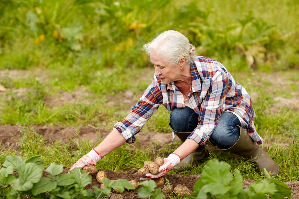 Mujer mayor plantando papas en el jardín o granja - Foto, Imagen