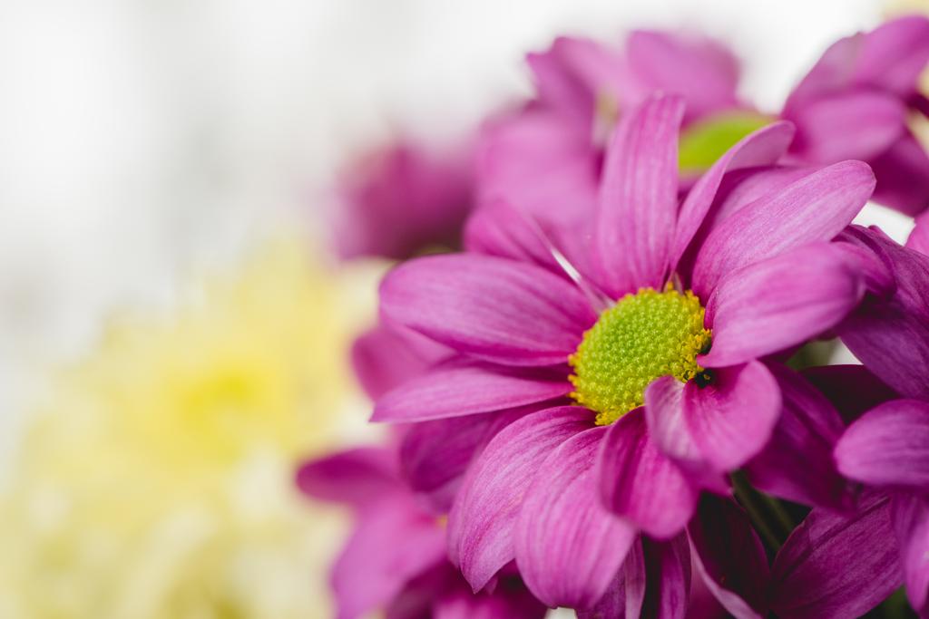 Lila friss virágok - Fotó, kép