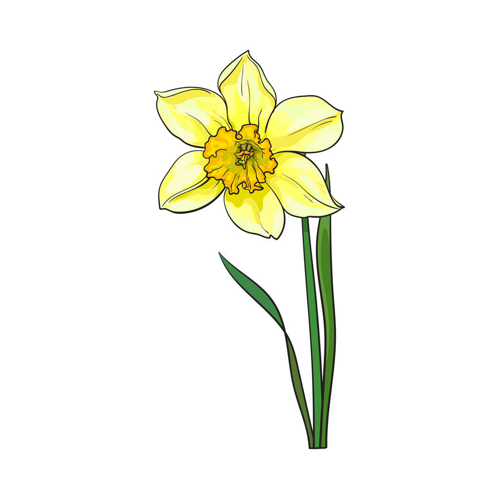 einzelne gelbe Narzisse, Narziss-Frühlingsblume mit Stiel und Blättern - Vektor, Bild