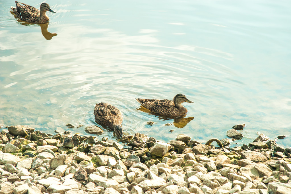 ördekler ile bahar Parkı - Fotoğraf, Görsel